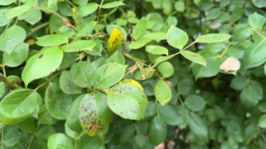 Gül yapraklarında mor lekeler, yakın plan. Anthracnose hastalığından etkilenen bitki mantar Elsinoe veya Sphaceloma rosarum 'dan kaynaklanır..