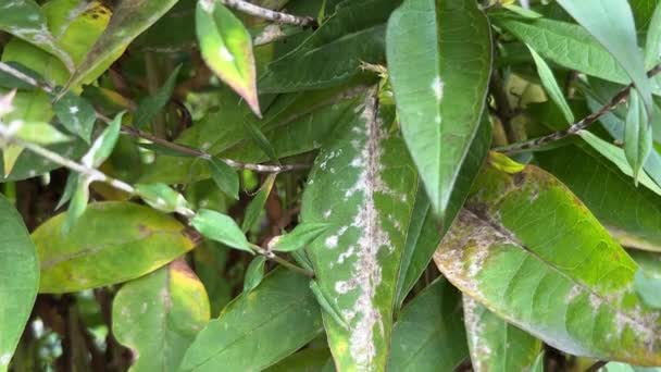 Powdery Mildew Garden Phlox Leaves Close Fungal Disease Powdery Gray — Stock Video