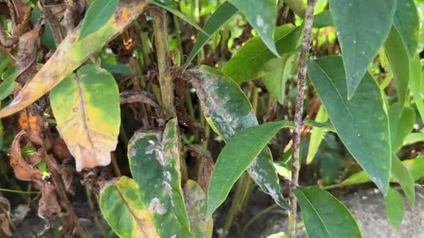 Περονόσπορος Στον Κήπο Φλοξ Αφήνει Κοντινό Πλάνο Μυκητιασική Νόσος Σκόνες — Αρχείο Βίντεο