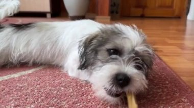 Şirin köpek yavrusu diş macunu kemiğini yer. Pençeleri arasında tutarken yerde yatarken diş çıkardığı için..