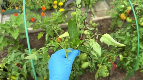 Cultivos Afectados Por Blight Tomate Tardío Mano Phytophthora Enfermedad Fúngica — Vídeos de Stock