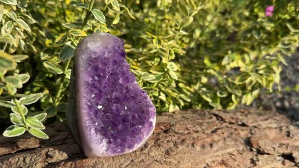 紫色紫水晶宝石 木材上的单个大的闪闪发光的宝石 绿色植物户外背景图 有复制空间 — 图库视频影像