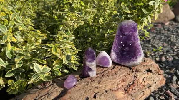 紫色紫水晶 不同形状 生石器 沉石板 木头上美丽的闪闪发光的宝石 户外的绿色植物背景 — 图库视频影像