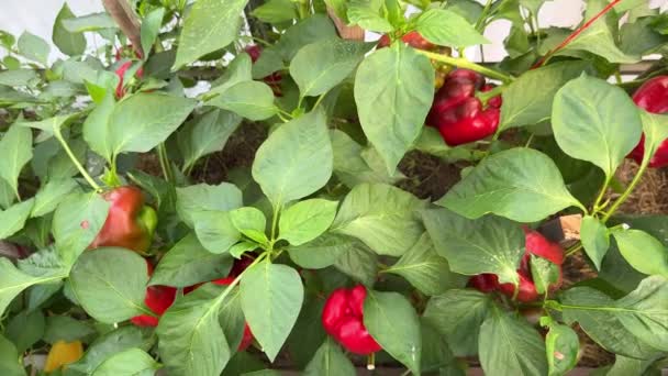 Many Ripe Unripe Red Bell Peppers Bulgarian Sweet Pepper Crops — Stock Video