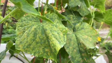 Salatalık yaprakları çürük küf ya da Pseudoperonospora cubensis yüzünden enfekte olmuş, yakın plan. Cucurbit sebze hastalığı. Mozaik sarı benekli yapraklar.