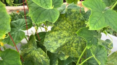 Salatalık yaprakları çürük küf ya da Pseudoperonospora cubensis yüzünden enfekte olmuş, yakın plan. Cucurbit sebze hastalığı. Mozaik sarı benekli yapraklar.
