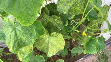 Salatalık yaprakları küflenmiş ya da bahçede Pseudoperonospora cubensis tarafından enfekte olmuş. Cucurbit sebze hastalığı. Mozaik sarı benekli yapraklar.