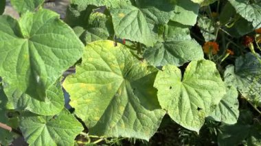 Salatalık yaprakları çürük küf ya da Pseudoperonospora cubensis tarafından enfekte olmuş, ilk belirtiler. Cucurbit sebze hastalığı. Sarı benekli yapraklar.