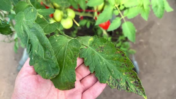 Niedobór Fosforu Roślinach Pomidorów Liście Fioletowymi Plamami Ręku Zbliżenie — Wideo stockowe