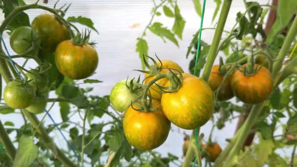 Mûrissement Tomates Jaunes Rayures Vertes Serre Gros Plan Récolte Tomates — Video