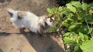 Komik şirin köpek yavrusu zıplar ve taze ahududu toplar ve bahçedeki çalıların arasından onları yer. Köpek böğürtlen yemeyi sever.