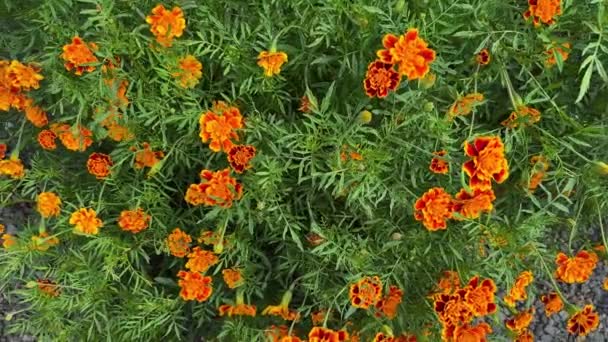 Muchas Flores Caléndulas Anaranjadas Rojas Jardín Tagetes Erecta Plantas Color — Vídeo de stock