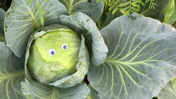 Λάχανα Φυτρώνουν Στον Κήπο Κοντά Χαριτωμένο Αστείο Κεφάλι Λάχανο Googly — Αρχείο Βίντεο