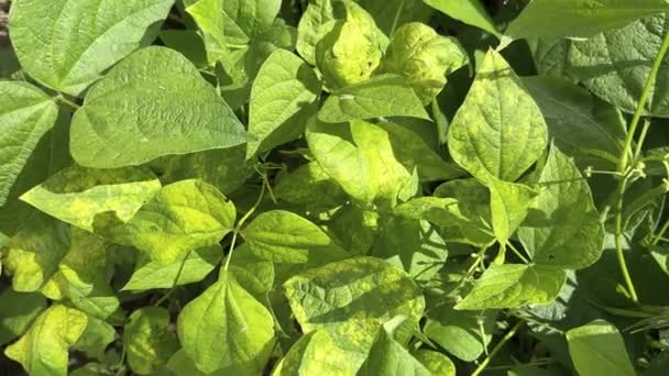 Mung Bean Green Gram Plant Yellow Spots Leaves Mosaic Disease — Stock Video