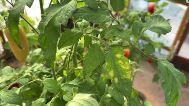 Molde Folha Tomate Causada Pelo Fungo Passalora Fulva Cladosporium Fulvum — Vídeo de Stock