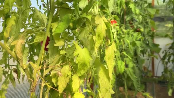Folhas Amarelas Tomate Deficiência Nutrientes Subrega Pragas Sintomas Doenças Fúngicas — Vídeo de Stock