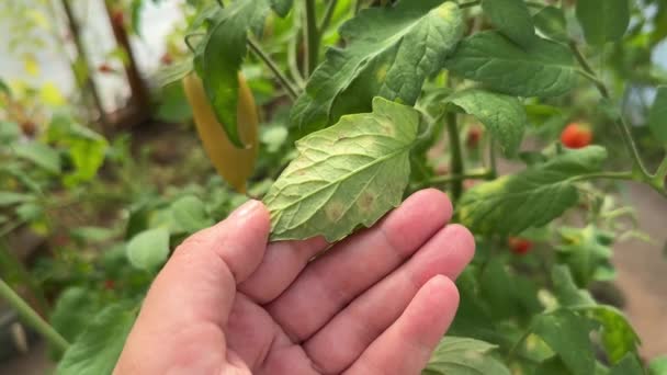 Molde Hoja Tomate Causado Por Hongo Passalora Fulva Cladosporium Fulvum — Vídeos de Stock