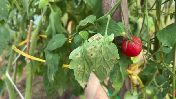 Moisissure Des Feuilles Tomate Causée Par Champignon Passalora Fulva Cladosporium — Video