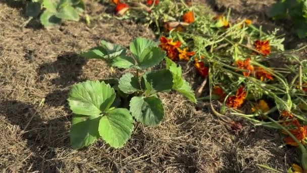 Plantas Morango Crescendo Calêndula Francesa Tagetes Patula Flores Palha Mulch — Vídeo de Stock