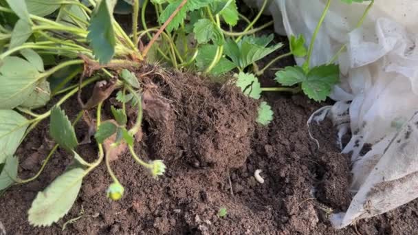 Weiße Maden Boden Unter Der Erdbeerpflanze Maikäferlarve Gartenschädling — Stockvideo