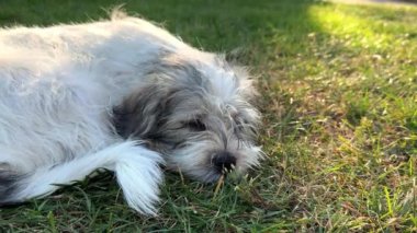 Şirin köpek Shih Tzu melezi dışarıda çimlerin üzerinde uyuyor. Küçük sevimli beyaz ve gri saçlı gözleri dışarıda uyuyan bir köpek..