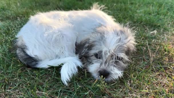Şirin Üzgün Köpek Shih Tzu Melezi Dışarıda Çimlerin Üzerinde Uyuyor — Stok video