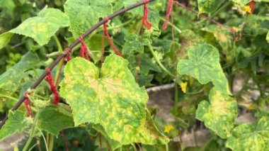 Salatalık yaprakları çürük küf ya da Pseudoperonospora cubensis yüzünden enfekte olmuş, yakın plan. Cucurbit sebze hastalığı. Mozaik sarı benekli yapraklar.