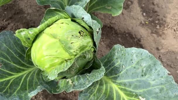구멍과 정원에서 모충과 슬러그에 손상된 양배추 — 비디오