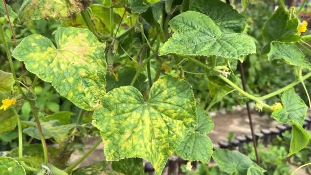 Cucumber Leaves Infected Downy Mildew Pseudoperonospora Cubensis Garden Close Cucurbits — Stock Video