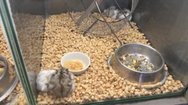 Şirin hamsterlar oynuyorlar, kavga ediyorlar ve evcil hayvan dükkanında kafesin üzerinde dönüyorlar..