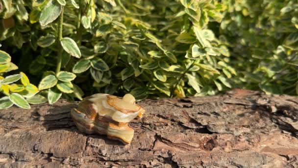 彫刻された緑のオニックス大理石のカエルの水晶図は植物の背景が付いている木の屋外に立っています — ストック動画