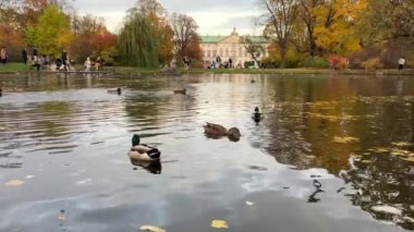 Sonbaharda Varşova Şehir Merkezi 'ndeki Krasinski Sarayı Park Garden veya Ogrod Krasinskich. İnsanlar gölde yüzen ördekleri besler. Güzel sarı ağaçlar. Varşova, Polonya - 29 Ekim 2023.
