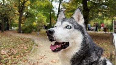 Sibirya Husky 'sinin yüzünü yakından çek. Mavi gözlü güzel siyah beyaz Husky köpeği oturur ve portreye bakar. Bulanık Autumn Park geçmişi. Evcil hayvan pire ve kene önleme tasması takar..