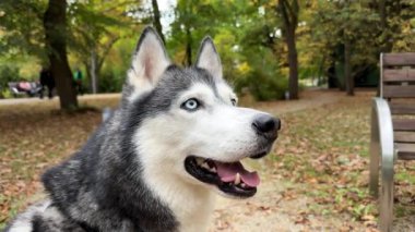 Sibirya Husky 'sinin yüzünü yakından çek. Mavi gözlü güzel siyah beyaz Husky köpeği oturur ve portreye bakar. Bulanık Autumn Park geçmişi. Dili ve dişleri gösteren açık bir ağız. Yavaş çekim.