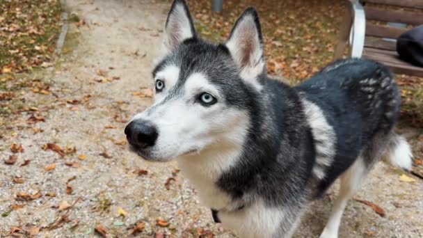 Preto Branco Siberian Husky Com Olhos Azuis Fica Olha Cão — Vídeo de Stock