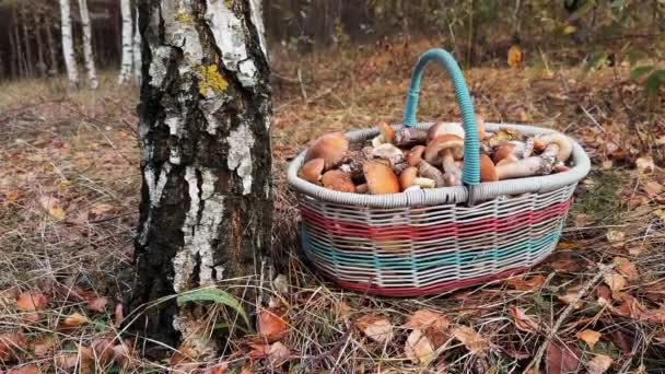 Korb Mit Frisch Gepflückten Speisepilzen Mit Herbstwald Hintergrund Braune Birke — Stockvideo