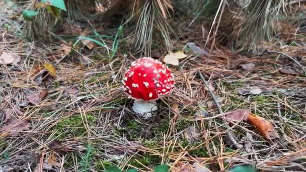 Red Amanita Muscaria Fly Agaric Toxic Mushroom Autumn Forest Background — Stock Video