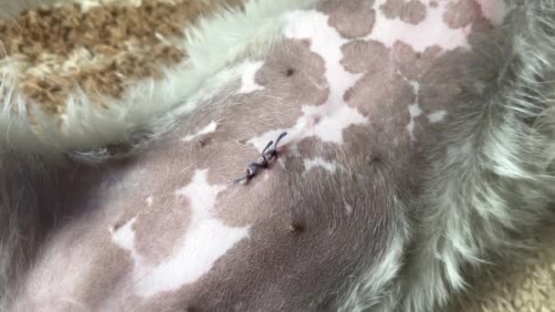 ベリークローズアップの女性犬のスパイスステッチ 小さな切開をスパイ 最小侵襲手術後の正常な治癒の進行 — ストック動画