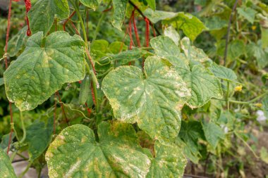 Salatalık yaprakları çürük küf ya da Pseudoperonospora cubensis yüzünden enfekte olmuş, yakın plan. Cucurbit sebze hastalığı. Mozaik sarı benekli yapraklar.