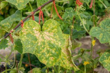 Bahçede salatalık yaprağı küf veya Pseudoperonospora cubensis ile enfekte olmuş, yakın plan. Cucurbit sebze hastalığı. Mozaik sarı benekli yapraklar.
