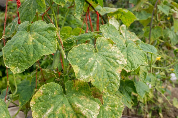 stock image Cucumber leaves infected by downy mildew or Pseudoperonospora cubensis in the garden, close-up. Cucurbits vegetables disease. Leaves with mosaic yellow spots.