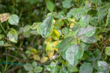 Gül yapraklarındaki siyah noktalar yakın plan. Mantar hastalığı Diplocarpon rosae yaprakların sarılaşıp dökülmesine neden olur..