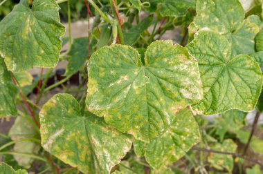 Bahçedeki küf veya Pseudoperonospora cubensis ile enfekte olmuş salatalık bitkisi. Cucurbit sebze hastalığı. Mozaik sarı benekli yapraklar.