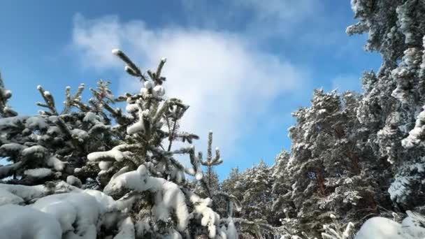Όμορφο Χειμερινό Δάσος Χιονισμένα Πεύκα Ενάντια Στον Λαμπερό Γαλάζιο Ουρανό — Αρχείο Βίντεο