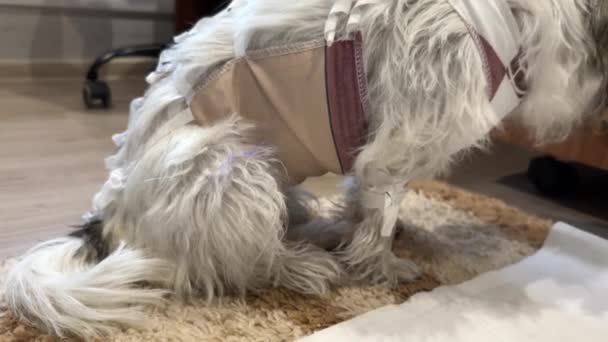 Anjing Gemetar Setelah Operasi Spay Dalam Setelan Pemulihan Perban Pelindung — Stok Video