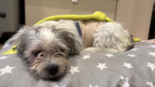 回復スーツ 獣医保護包帯のスパイ手術後に自宅で休む犬 — ストック動画