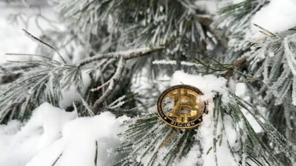 ビットコイン暗号ゴールデンコインは凍りつき 美しい冬の森の松の木に雪に覆われています 環境影響コンセプトで人気のある暗号通貨 — ストック動画