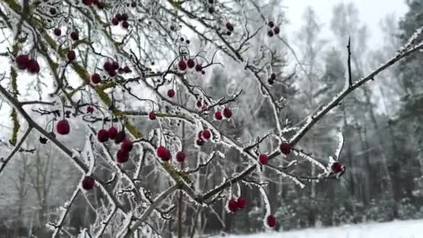 Icy Branches Red Berries Snowy Winter Forest Extreme Weather Condition — Stock Video