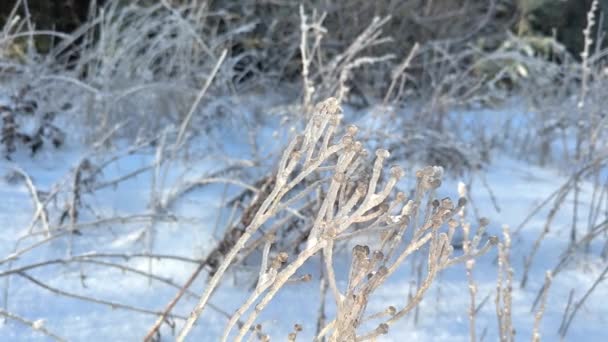 Frostige Zweige Sonnenlicht Funkelnde Gefrorene Zweige Eine Heitere Winterszene Hintergrund — Stockvideo