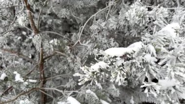 Donmuş Çam ağacı, kar kaplı bir ormanda rüzgarda ağır çekimde sallanıyor. Güzel Kış Harikalar Diyarı, yazı için yeri olan tatil arka planı.
